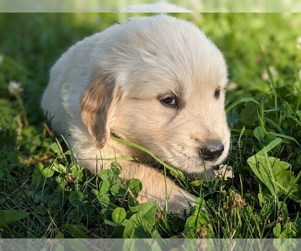 Medium Photo #16 Golden Retriever Puppy For Sale in WOOSTER, OH, USA