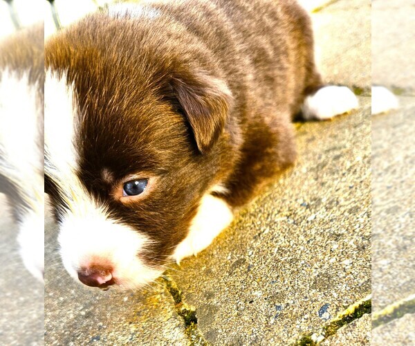 Medium Photo #4 Australian Shepherd Puppy For Sale in NELSON, VA, USA
