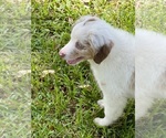 Small #4 Miniature Australian Shepherd