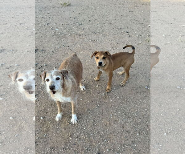 Medium Photo #11 Black Mouth Cur-Unknown Mix Puppy For Sale in Queen Creek, AZ, USA