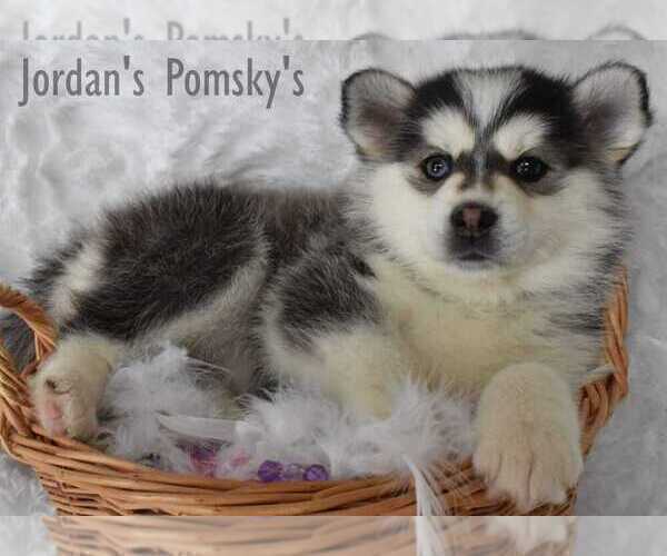 Medium Photo #8 Pomsky Puppy For Sale in SALEM, OH, USA