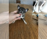 Small Photo #3 Chihuahua Puppy For Sale in TRACY, CA, USA