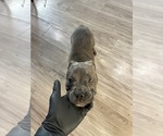 Small #3 American French Bull Terrier