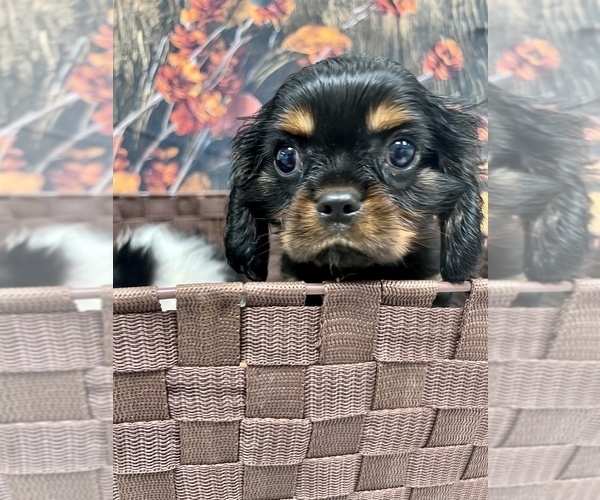 Medium Photo #2 Cavalier King Charles Spaniel Puppy For Sale in SOUTH ORANGE, NJ, USA