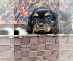 Small Photo #2 Cavalier King Charles Spaniel Puppy For Sale in SOUTH ORANGE, NJ, USA