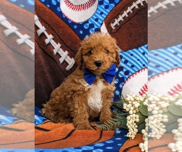 Medium Photo #8 Miniature Labradoodle Puppy For Sale in KINZERS, PA, USA