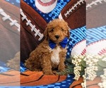 Small Photo #8 Miniature Labradoodle Puppy For Sale in KINZERS, PA, USA