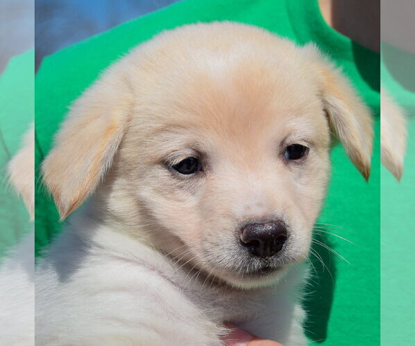 Medium Photo #5 Chihuahua-Unknown Mix Puppy For Sale in Huntley, IL, USA