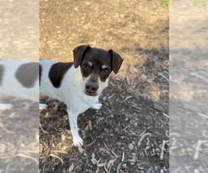 Beagle-Unknown Mix Dogs for adoption in Fremont, CA, USA