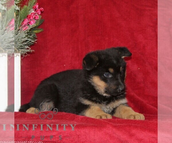 Medium Photo #2 German Shepherd Dog Puppy For Sale in QUARRYVILLE, PA, USA