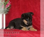 Small #1 German Shepherd Dog