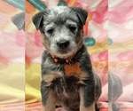 Small Photo #4 Australian Cattle Dog Puppy For Sale in YUCAIPA, CA, USA