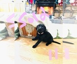 Small Photo #23 Labrador Retriever Puppy For Sale in LINDEN, MI, USA