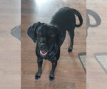 Small Photo #8 Labrador Retriever-Unknown Mix Puppy For Sale in Coldwater, MI, USA