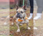 Small #5 French Bulldog Mix