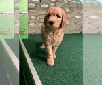 Small #19 Goldendoodle