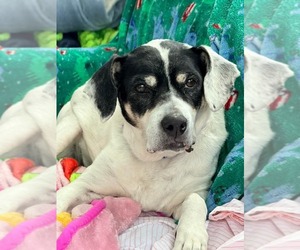 Bunny Athens - Female Beagle-Unknown Mix Dog for Adoption - Photo #5