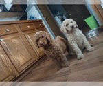 Small Photo #3 Poodle (Standard) Puppy For Sale in FENNVILLE, MI, USA