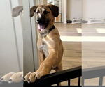 Small #8 Boxer Mix