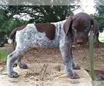 Small Photo #3 German Shorthaired Pointer Puppy For Sale in ELBERTA, AL, USA