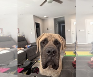 Father of the Mastiff puppies born on 01/01/2026