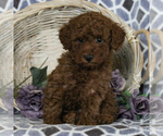 Small Photo #4 Poodle (Miniature) Puppy For Sale in NARVON, PA, USA