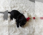 Small Photo #108 Bernedoodle Puppy For Sale in BELMONT, NC, USA