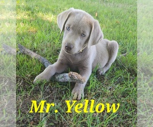 Labrador Retriever Puppy for sale in BELDING, MI, USA
