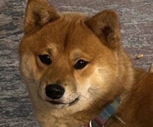 Father of the Shiba Inu puppies born on 04/12/2025