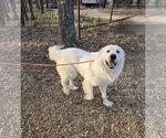 Small #2 Great Pyrenees