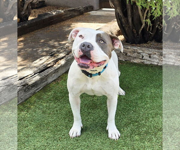 Medium Photo #4 Bulldog Puppy For Sale in Albuquerque, NM, USA