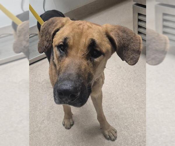 Medium Photo #1 Bloodhound-Unknown Mix Puppy For Sale in Bakersfield, CA, USA