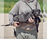 Small #2 American Staffordshire Terrier-German Shepherd Dog Mix