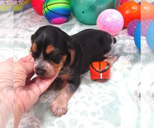 Beagle Puppy for Sale in RATTAN, Oklahoma USA