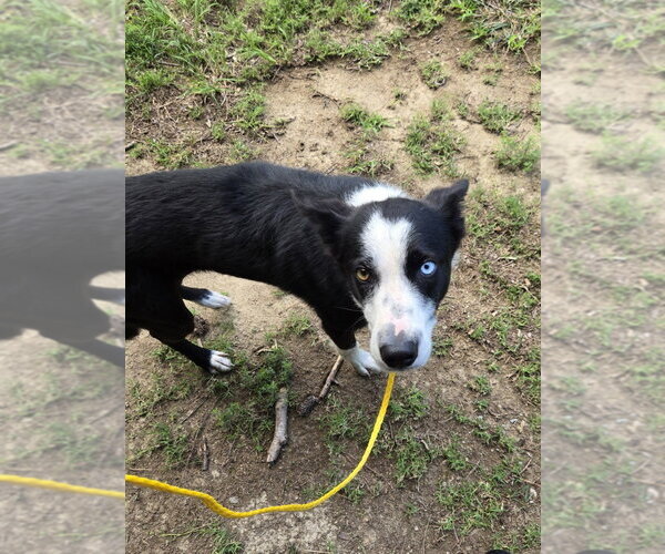 Medium Photo #1 Border Collie Puppy For Sale in Glen Allen, VA, USA