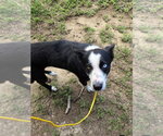 Small Border Collie
