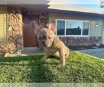 Small #4 French Bulldog