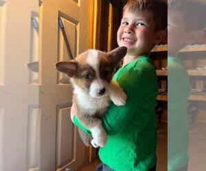 Pembroke Welsh Corgi Puppy for sale in CLARKTON, NC, USA