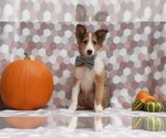 Small Photo #3 Shetland Sheepdog Puppy For Sale in LANCASTER, PA, USA