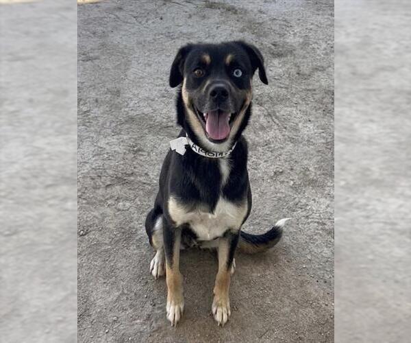 Medium Photo #1 Pug-Unknown Mix Puppy For Sale in Riverside, CA, USA