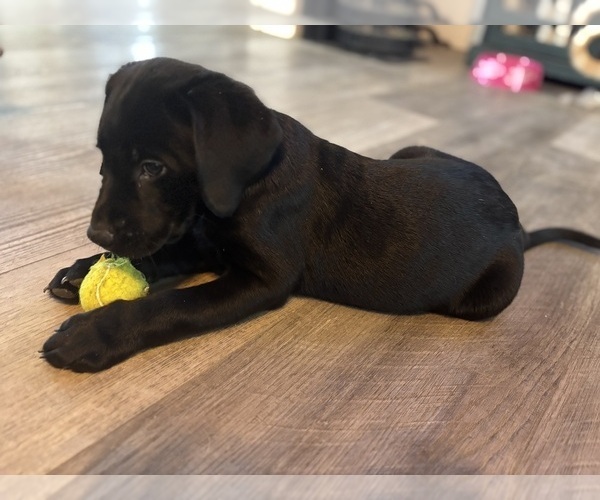 Medium Photo #3 Labrador Retriever Puppy For Sale in LAKESIDE MARBLEHEAD, OH, USA