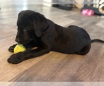 Small #2 Labrador Retriever