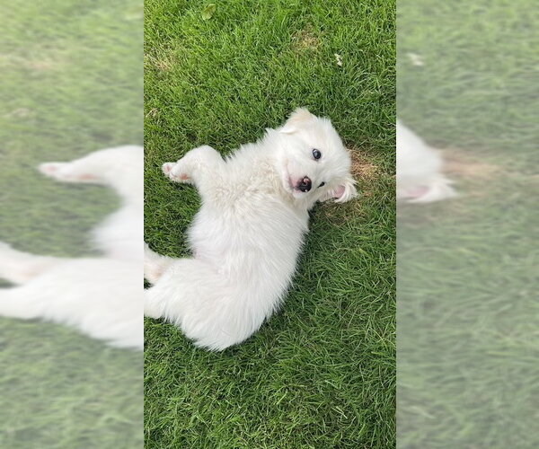 Medium Photo #4 Great Pyrenees Puppy For Sale in Spring, TX, USA