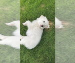 Small #3 Great Pyrenees