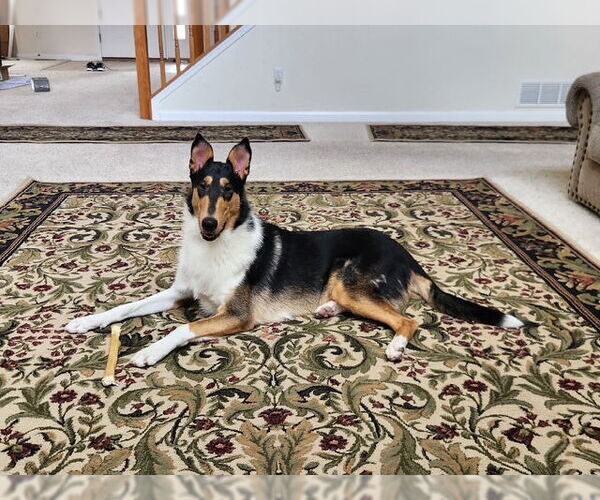 Medium Photo #1 Collie Puppy For Sale in Pueblo West, CO, USA
