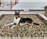 Small Collie