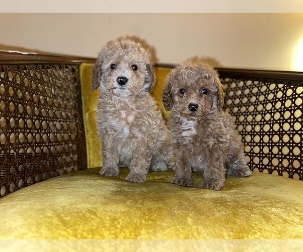 Medium Photo #15 Goldendoodle (Miniature) Puppy For Sale in DETROIT, MI, USA