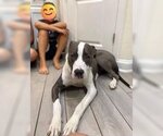Small #9 American Pit Bull Terrier-Great Dane Mix