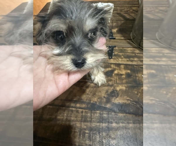 Medium Photo #9 Schnoodle (Miniature) Puppy For Sale in DINWIDDIE, VA, USA