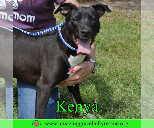 Medium Photo #1 Labrador Retriever-Unknown Mix Puppy For Sale in Pensacola, FL, USA